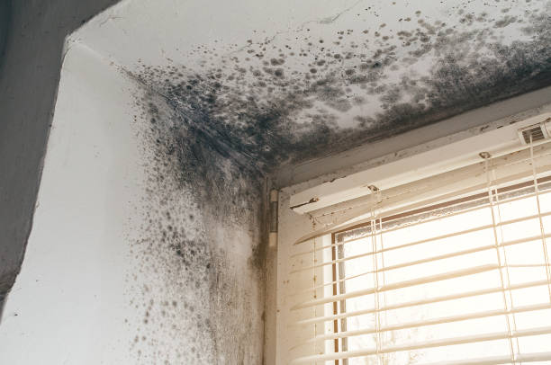 Affordable Mold Cleanup solutions in Stony Brook, NY